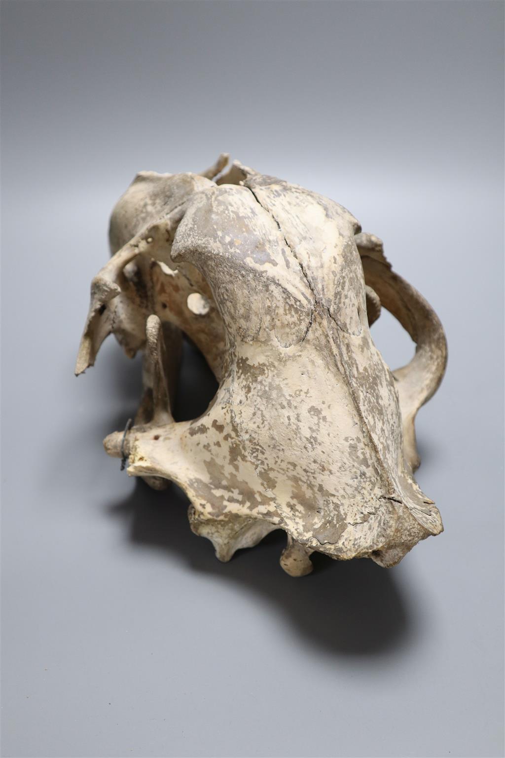 A lions skull, length 35cm